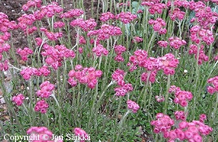 Antennaria dioica